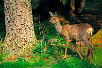Roe deer {Capreolus capreolus} moulting in spring, Podlasie, Poland.