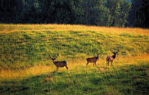 Three Red Deer {Cervus elaphus} Stolowe Mountain National Park, Poland.