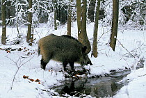 Wild boar feeding in forest in winter {Sus scrofa} Poland.