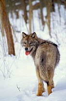 Wild European Wolf in snow {Canis lupus} Bialowieza NP. Poland.