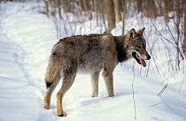 Wild European Wolf in snow {Canis lupus} Poland Bialowieza NP.
