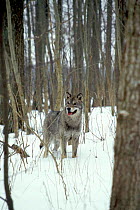 Wild European Wolf in snow {Canis lupus} Poland, Bialowieza NP.