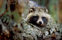 Raccoon dog {Nyctereutes procyonoides} Ujscie Warty NP. Poland