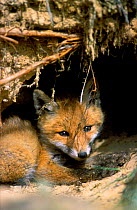 Young fox {Vulpes vulpes} sitting by den, Podlasie, Poland.