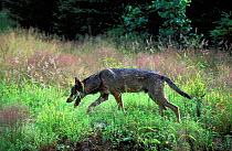 European grey wolf {Canis lupus} walking through woodland, Mazury, Poland.