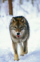 European Grey Wolf in snow {Canis lupus} Bialowieza NP, Poland