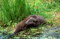European river otters playing beside lake {Lutra lutra} Mazury, Poland