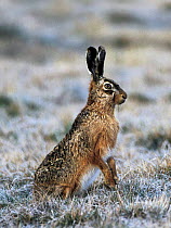 European / Brown hare {Lepus europaeus} in winter, Poland.