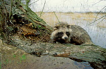 Raccoon dog {Nyctereutes procyonoides} on old willow tree. Ujscie Warty NP, Poland