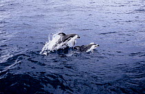 Pacific white sided dolphins {Lagenorhynchus obliquidens} Baja California,
