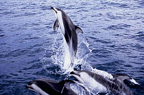 Pacific white sided dolphins {Lagenorhynchus obliquidens} Baja California,