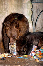 European brown bear + cub scavenging in rubbish bins {Ursus arctos} Brasov, Romania