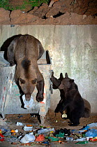 European brown bear + cubs scavenging in rubbish bins {Ursus arctos} Brasov, Romania