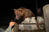 European brown bear approaching man for food {Ursus arctos} Brasov, Romania