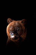 European brown bear portrait at night {Ursus arctos} Brasov, Romania