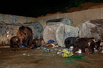 European brown bear + cubs scavenging in rubbish bins {Ursus arctos} Brasov, Romania