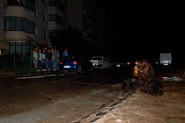 European brown bear + cub scavenging by rubbish bins, watched by people, Brasov,