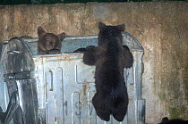 European brown bear cubs scavenging in rubbish bins {Ursus arctos} Brasov, Romania
