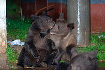 European brown bear cubs playing near rubbish bins {Ursus arctos} Brasov, Romania