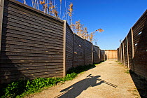 Fenced path to the bird hide, Delta del Llobregat NP, Baix Llobregat, Spain