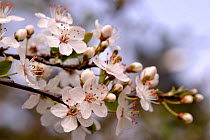 Plum tree blossom (Prunus domestica) Spain