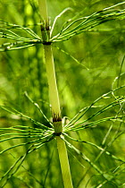 Horsetail {Equisetum telmateia} Spain