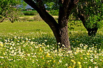 Almond trees in meadow full of flowers. Majorca, Balearic Is, Spain