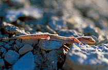 Caspian gecko {Alsophylax pipiens} Bogdinsko- Baskunchaksky Zapovednik, Russia.