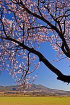 Almond tree flowering, Huesca, Spain