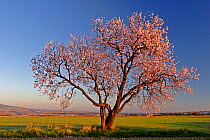 Almond tree in flower {Prunus dulcis} Huesca, Spain