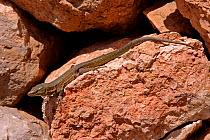 Wall lizard {Podarcis lilfordi giglidi} Majorca, Spain