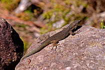 Madeira wall lizard (Podarcis dugesii) Madeira