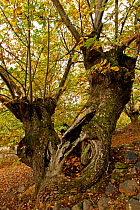 Sweet chestnut tree {Castanea sativa} Las Medulas National Park, Leon, Spain