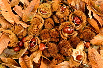 Sweet chestnuts {Castanea sativa} Las Medulas NP, Leon, Spain