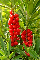 Berries of {Daphne mezereum} Spain