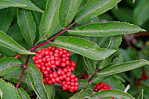 Berries of Red berried elder tree {Sambucus racemosa} Aigues Tortes NP, Spain