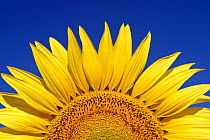 Sunflower {Helianthus annuus} Spain