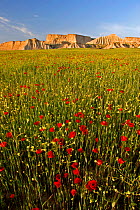 Poppies, Bardenas Reales National Park, Navarra, Spain
