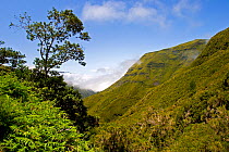 Wooded hillside, Laurisilva wood, Ribeira de Janela, Madeira