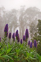 Tajinaste in flower (Echium candicans) Madeira