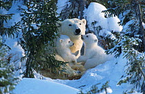 Female Polar bear with very small cubs {Ursus maritimus}, Canada.