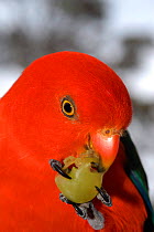 Male Australian king parrot {Alisterus scapularis} feeding, NSW, Australia.