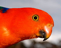 Male Australian king parrot {Alisterus scapularis} feeding, NSW, Australia.