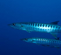 Chevron barracuda {Sphyraena putnamiae}, Papua New Guinea.