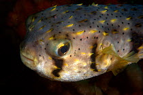 Globe fish {Diodon nichthemerus}, NSW, Australia.