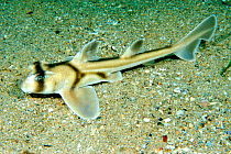 Juvenile Port Jackson shark {Heterodontus potusjacksoni}, Australia.