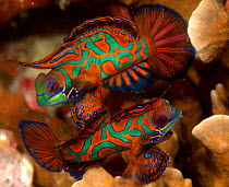 Two Mandarin fish {Synchiropus splendidus}, Papua New Guinea.
