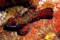 Mandarin fish {Synchiropus splendidus}, Papua New Guinea.