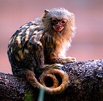 Captive Pygmy marmoset {Cebuella pygmaea} occurs South America