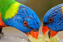 Two Rainbow lorikeets {Trichoglossus haematodus} feeding, Australia.